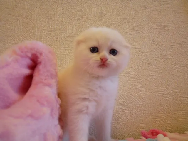 ID：1305-00073の子猫