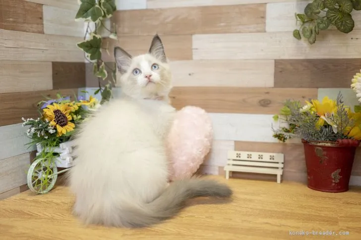 ID:1906-00824の子猫