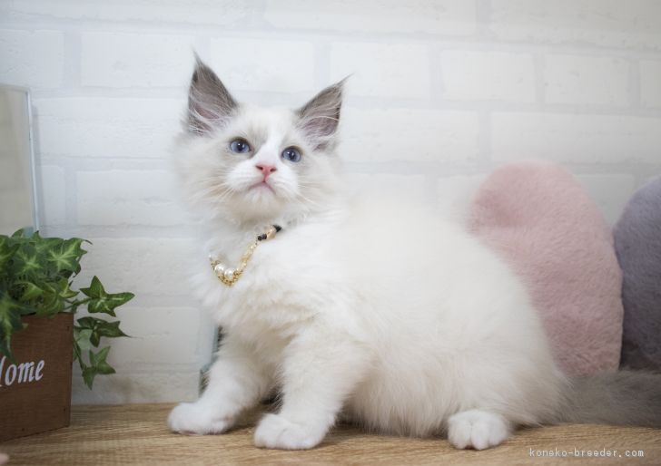 ID:1612-00887の子猫