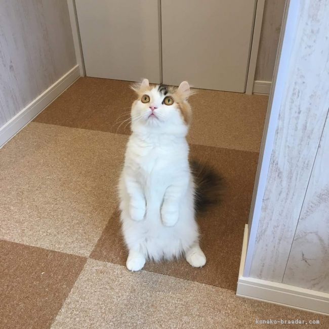 ID:1612-00143の子猫