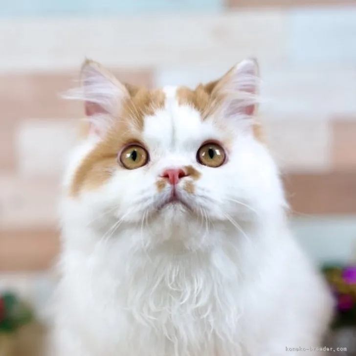 ID:2306-01277の子猫
