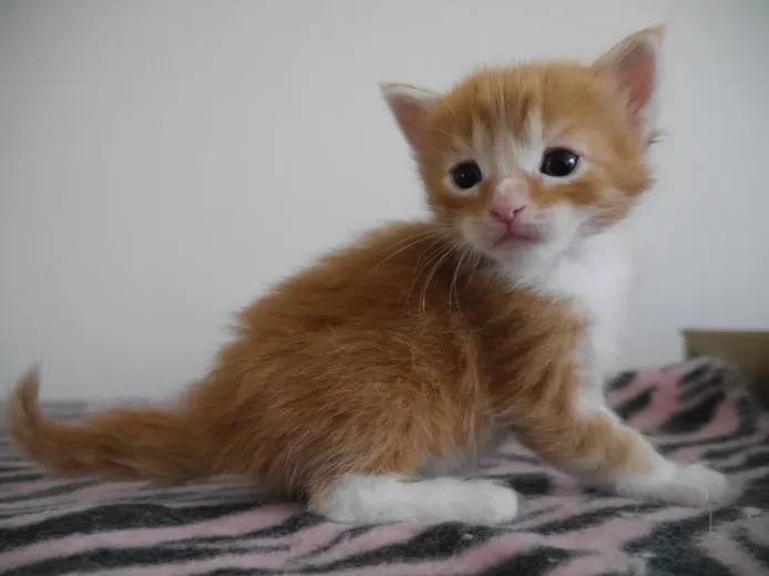 ID:1404-00127の子猫