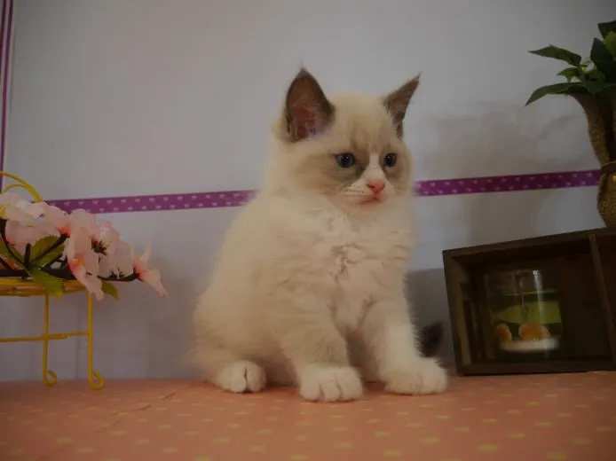 ID:1503-00155の子猫