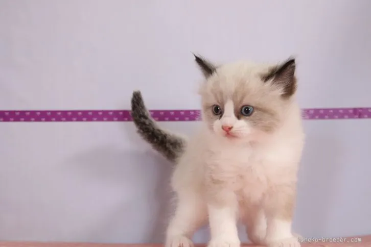 ID：1602-00348の子猫