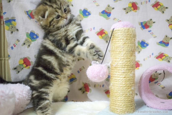 ID:1802-00651の子猫