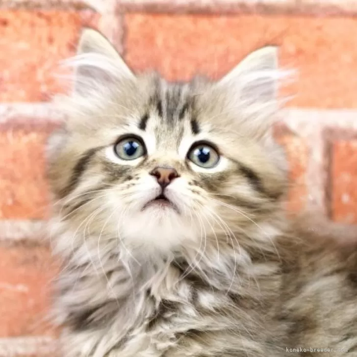 O.S 様のお迎えした子猫