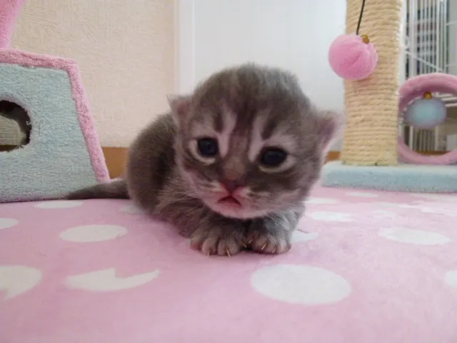 ID:1306-00232の子猫