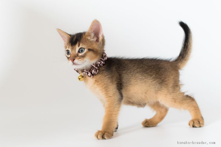 ID:1705-00948の子猫