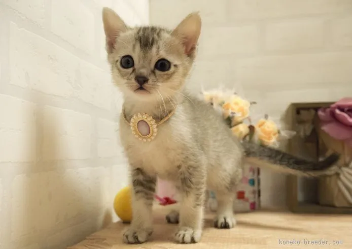 Ｆ 様のお迎えした子猫