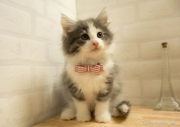 むちこMaMa 様のお迎えした子猫