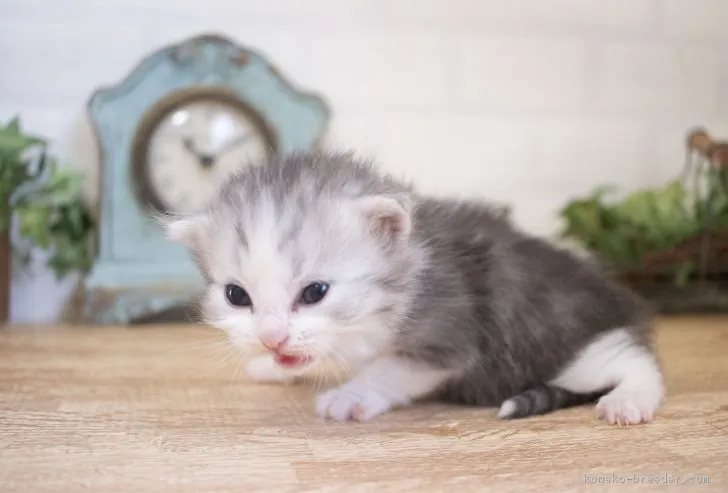 ID：1705-00533の子猫
