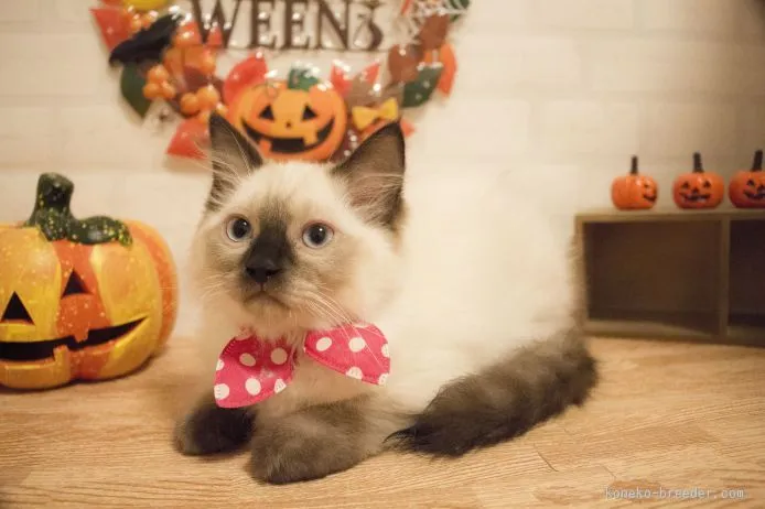 ID:1508-00017の子猫