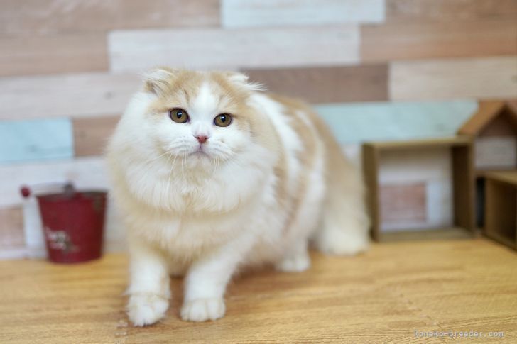 スコティッシュフォールド 折れ耳 北海道 男の子 21年7月14日 クリーム ホワイト 大人 しめイケメンくん 性格も穏やか みんなの子猫ブリーダー 子猫id 2112