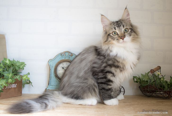 ID:1611-00841の子猫