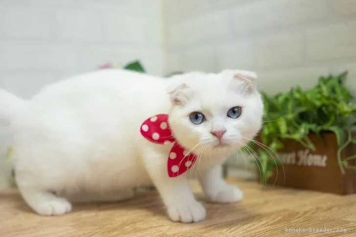 ID：1805-01953の子猫