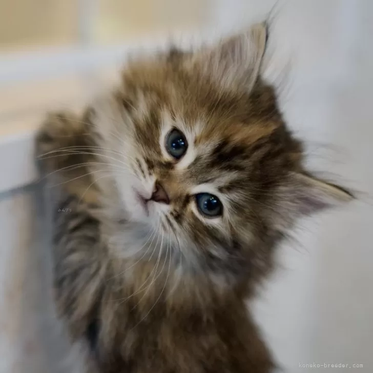 ID：2411-01692の子猫