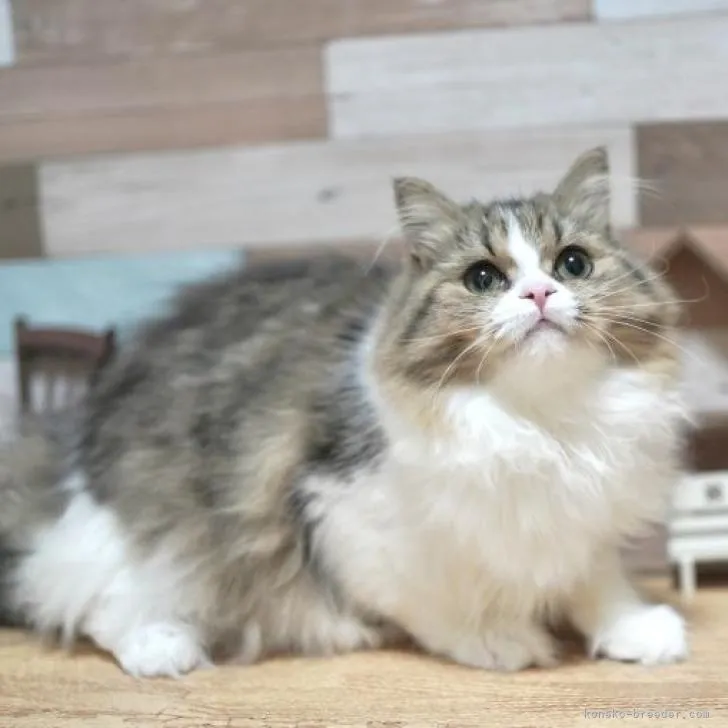 ID:2204-00017の子猫