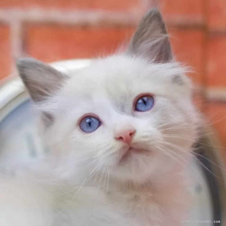 ID：2409-02085の子猫