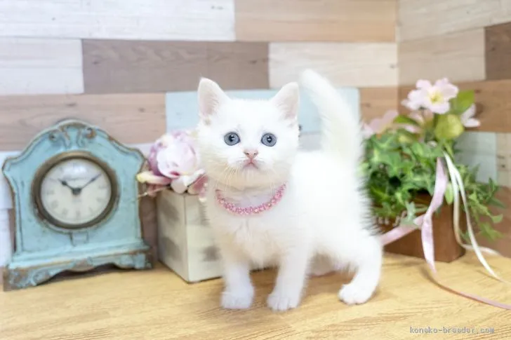 ID:1903-01731の子猫