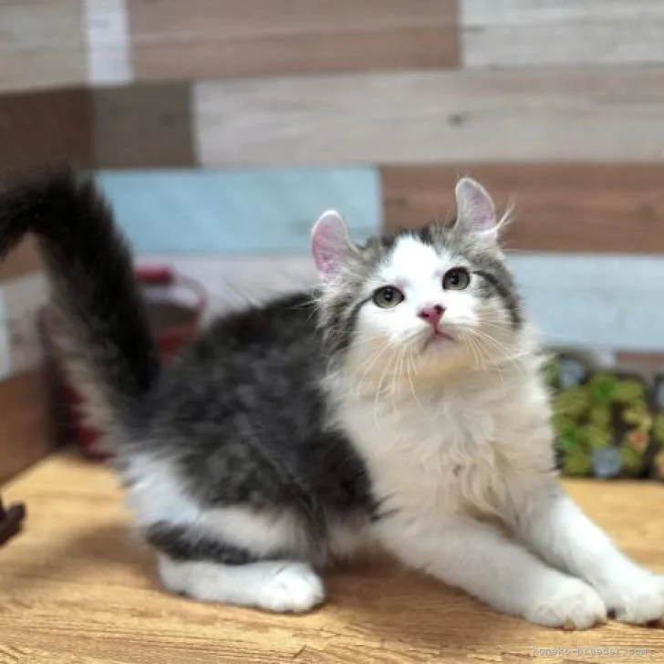 ID:2205-02875の子猫