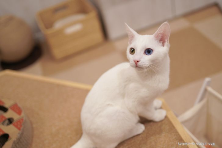 マンチカン 長足 北海道 男の子 年6月27日 ホワイト 幸せを呼ぶオッドアイ みんなの子猫ブリーダー 子猫id 11