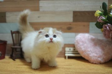 スコティッシュフォールド(折れ耳)【北海道・男の子・2021年5月15日・クリーム&ホワイト】の写真「大きめしっかりな男の子！」
