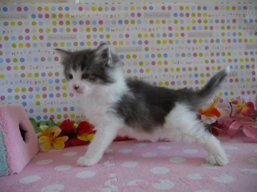 ノルウェージャンフォレストキャット【北海道・男の子・2014年2月20日・ブルー&ホワイト(父猫グランドチャンピオン)】の写真「ビッグなベビーです♪」