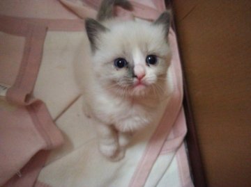 ラグドール【北海道・女の子・2014年5月7日・ブルーポイントバイカラー】の写真「おっとりな子♥」
