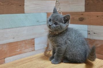 ブリティッシュショートヘア【北海道・男の子・2020年1月28日・ブルー（短毛）】の写真「癒しのお顔♪色濃いめ」