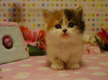 マンチカン【北海道・女の子・2014年1月28日・キャリコ(母猫ダブルチャンピオン)（長毛）】の写真「まる顔の可愛いキャリコです♪良血統！」