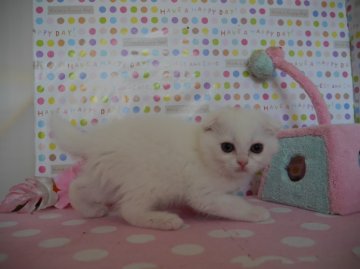 スコティッシュフォールド【北海道・女の子・2014年1月30日・ホワイト（短毛）】の写真「まん丸で可愛いです♪コロコロの女の子！折れ耳」