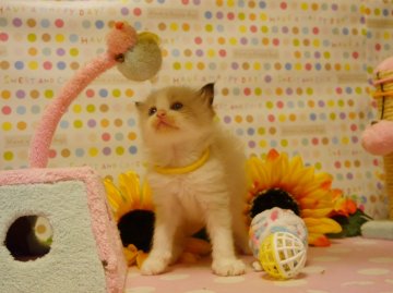 ラグドール【北海道・男の子・2014年6月1日・シールポイントバイカラー】の写真「抱っこ好きな子♥」