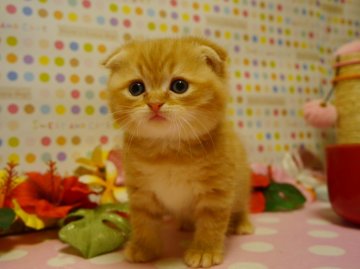 スコティッシュフォールド【北海道・男の子・2013年10月3日・レッドタビー（短毛）】の写真「折れ耳でまん丸です」