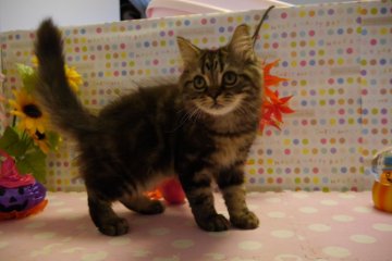 スコティッシュフォールド【北海道・男の子・2014年6月15日・ブラウンタビー（短毛）】の写真「」