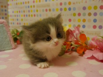 マンチカン【北海道・女の子・2013年10月1日・ブルー&ホワイト(父猫グランドチャンピオン)（長毛）】の写真「毛ぶきがいいです」