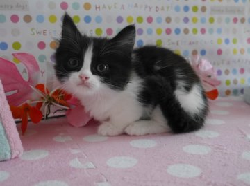 マンチカン【北海道・女の子・2013年11月16日・ブラック&ホワイト(父猫グランドチャンピオン)（長毛）】の写真「超短足の綺麗なお顔立ちです♪」