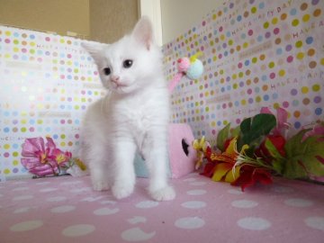 マンチカン【北海道・男の子・2013年7月12日・ホワイト(父猫グランドチャンピオン)（長毛？）】の写真「」