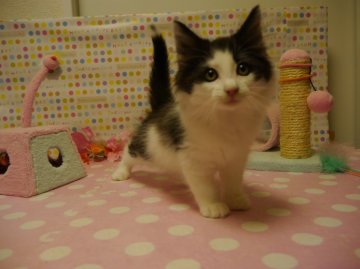 ノルウェージャンフォレストキャット【北海道・男の子・2013年10月8日・ブラック&ホワイト(父猫グランドチャンピオン)】の写真「父猫１dayグランドチャンピオン」