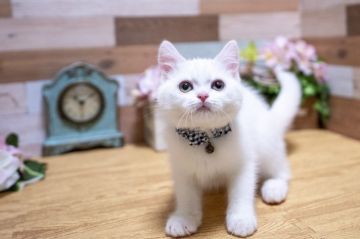 スコティッシュフォールド(立ち耳)【北海道・男の子・2019年2月2日・ホワイト】の写真「折れ耳の癒し系♪」