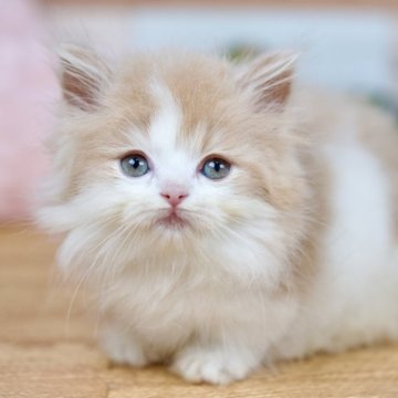 マンチカン(短足)【北海道・女の子・2024年5月11日・クリーム&ホワイト】の写真「短足の癒しの女の子🎵早期終了予定」