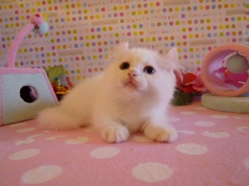 マンチカン【北海道・女の子・2013年6月14日・ホワイト(父猫グランドチャンピオン)(オッドアイ)】の写真「カール耳の短足のキンカローです」