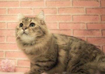 スコティッシュフォールド(立ち耳)【北海道・男の子・2017年4月12日・ブラウンタビー】の写真「癒しの子♡懐っこい」