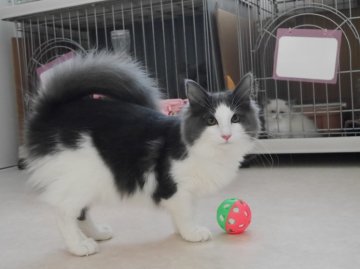 ノルウェージャンフォレストキャット【北海道・男の子・2013年6月12日・ブルー&ホワイト(父猫グランドチャンピオン)】の写真「キャットショーで４位獲得」