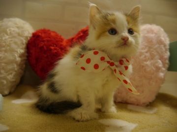 ノルウェージャンフォレストキャット【北海道・女の子・2015年3月9日・キャリコ】の写真「父猫グランドチャンピオン♪」