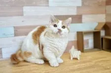 ラムキン【北海道・男の子・2021年8月28日・クリーム&ホワイト】の写真1「2022.2.27撮影」