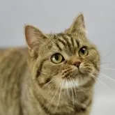 スコティッシュフォールド(立ち耳)【北海道・女の子・2022年10月11日・ブラウンパッチドタビー】の写真1「2023.11.18撮影」