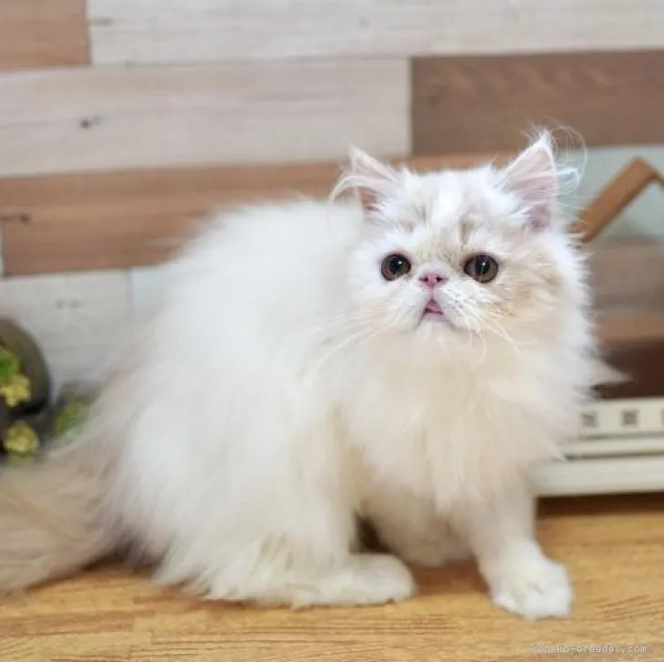 ID:2205-01984の子猫