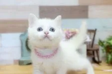 スコティッシュフォールド(立ち耳)【北海道・女の子・2019年3月3日・ホワイト】の写真2
