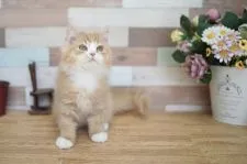 スコティッシュフォールド(立ち耳)【北海道・男の子・2021年4月14日・レッドタビー&ホワイト】の写真3