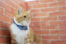 スコティッシュフォールド(立ち耳)【北海道・男の子・2018年1月20日・レッドタビー&ホワイト】の写真4